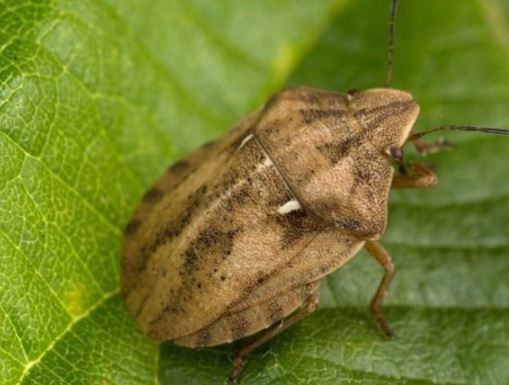 insecticid Plosnita cerealelor